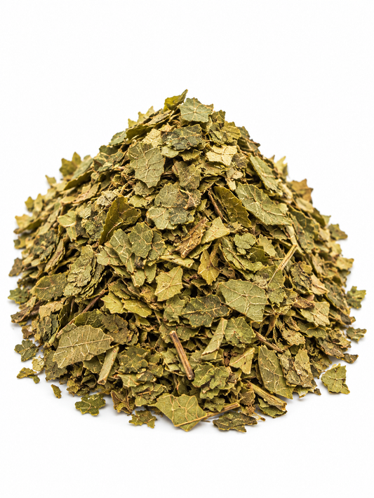 Black Walnut Leaf