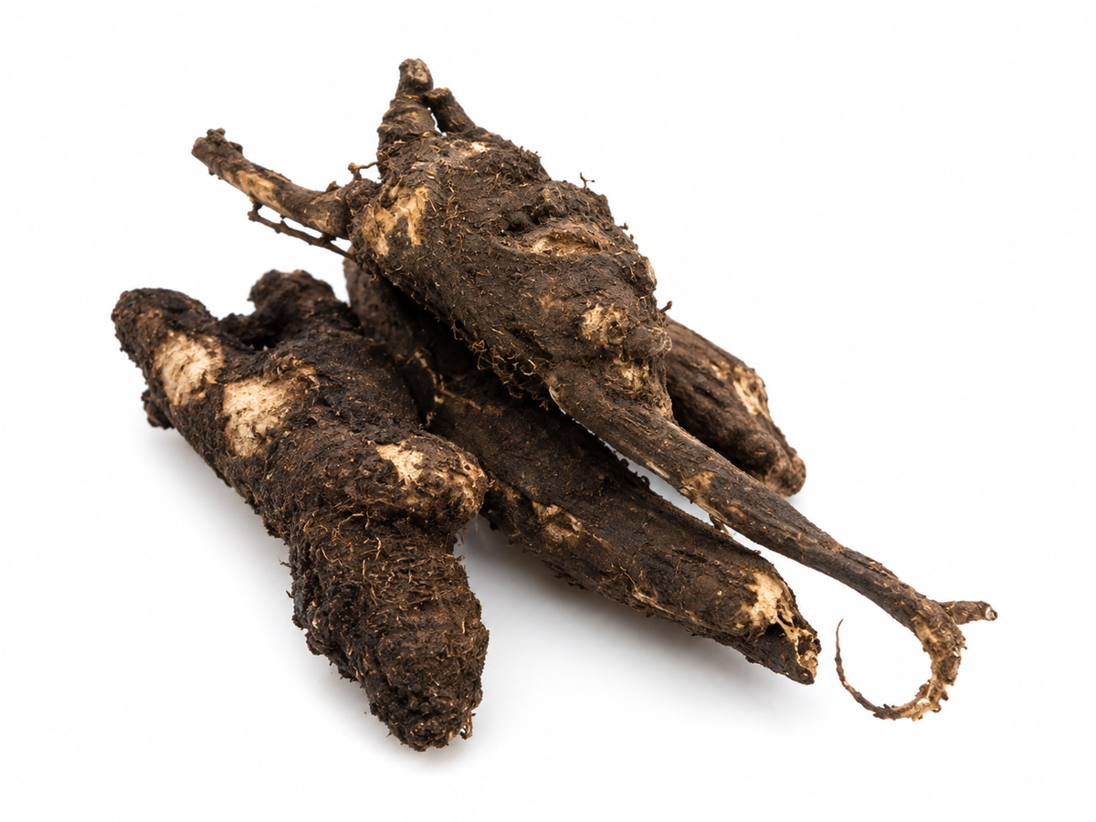 Osha Root Herb